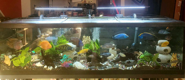 Aquarium 150gallons  dans Accessoires  à Ville de Montréal - Image 2
