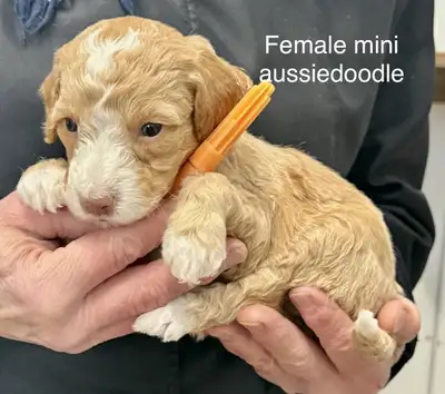 ❤️F1B small/ mini goldendoodles ready for home in January. Medium/ standard aussiedoodles and golden...