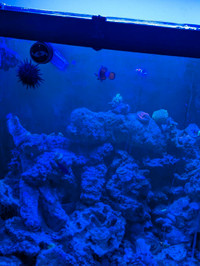 Saltwater fish and ect for sale