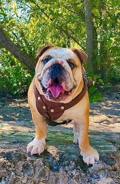 English Bulldog Puppies Registered Champion Sired, View more