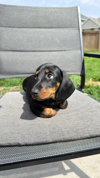We’re excited to announce that only 1 beautiful black female puppie is ready for her forever homes!...