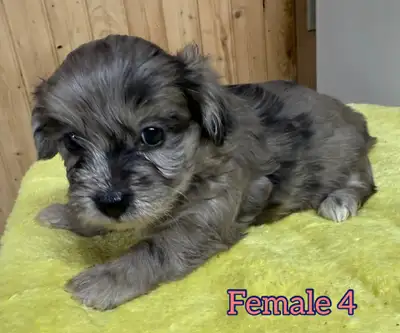 Mini Shihpoo puppies ❤️❤️, View more