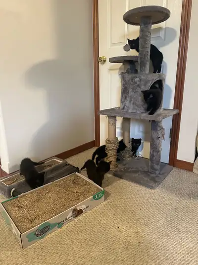 7 kittens, View more