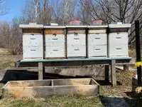 Bee Hives for Sale - NEED TO GO