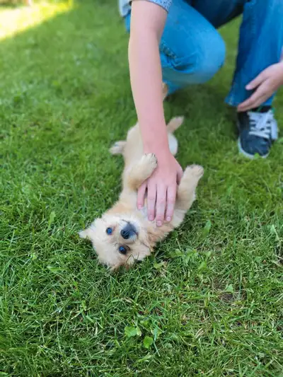 pomeranian/chihuahua puppies , View more