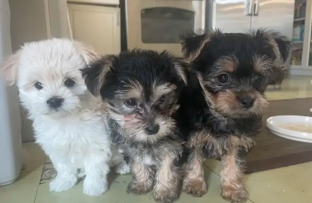 ❤️ only 2 left Adorable Teddy Bear Biewer Yorkie  puppies in Dogs & Puppies for Rehoming in Edmonton - Image 5