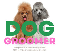 Affordable Dog Grooming