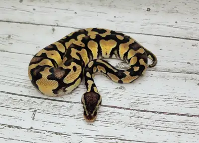 python royal yellow belly enchi fire, View more