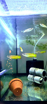 Golden Wonder Killi Fish for SALE!