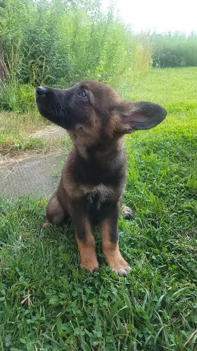 Female Czech Shepherd, View more