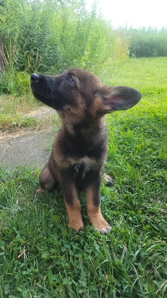 Female Czech Shepherd in Dogs & Puppies for Rehoming in City of Toronto - Image 2