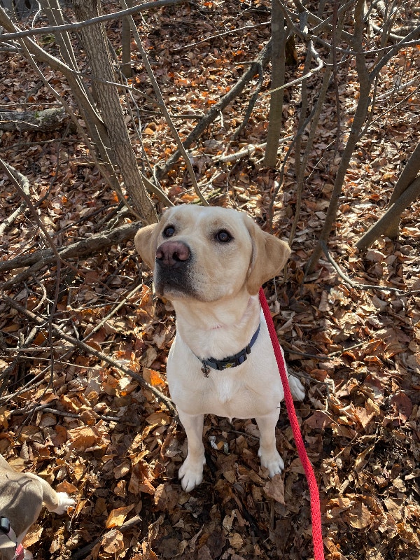 Yellow Labrador puppy for rehoming Dogs & Puppies for Rehoming