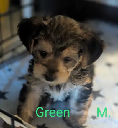 Yorkiepoo Puppies 5/17/2025, View more