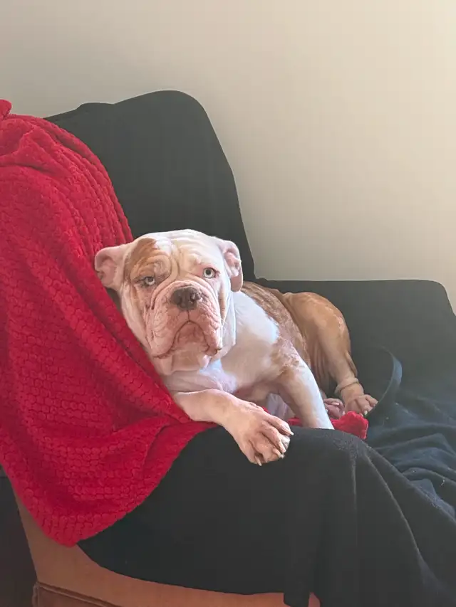 Bulldog in Dogs & Puppies for Rehoming in Sherbrooke - Image 4