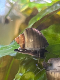 Mystery snails 