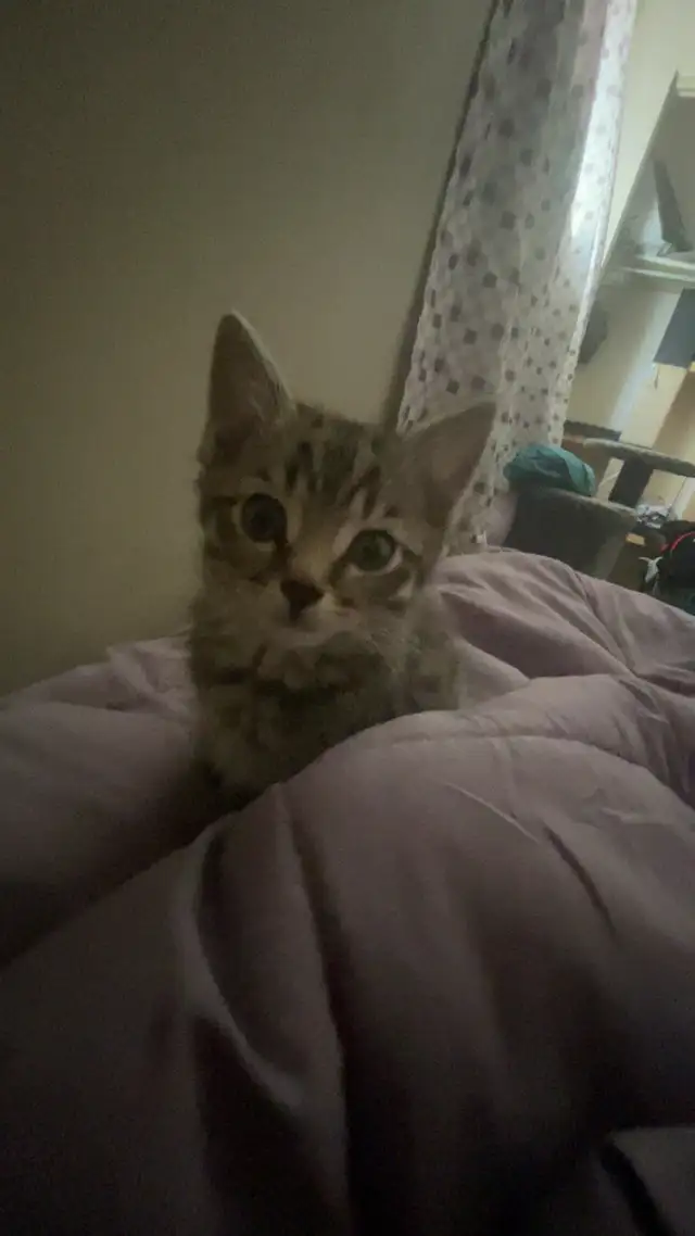 tabby kitten to rehome in Cats & Kittens for Rehoming in Moncton - Image 4