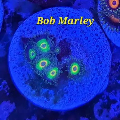Bob Marley zoas - saltwater coral frag , View more