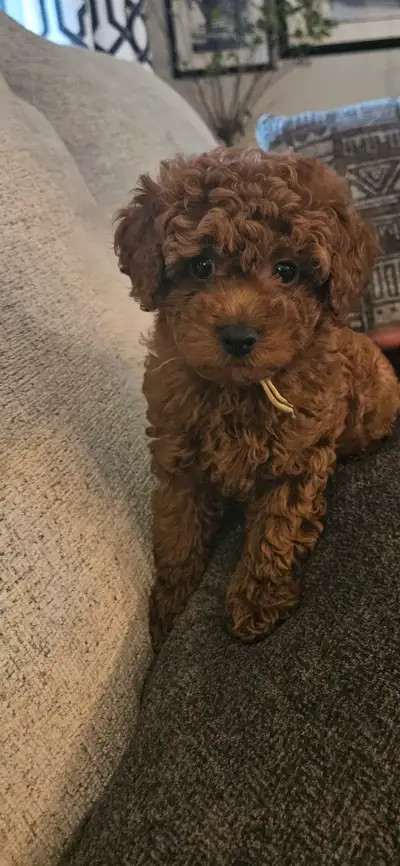 Gorgeous teddy bear multigenerational golden doodles for sale, View more