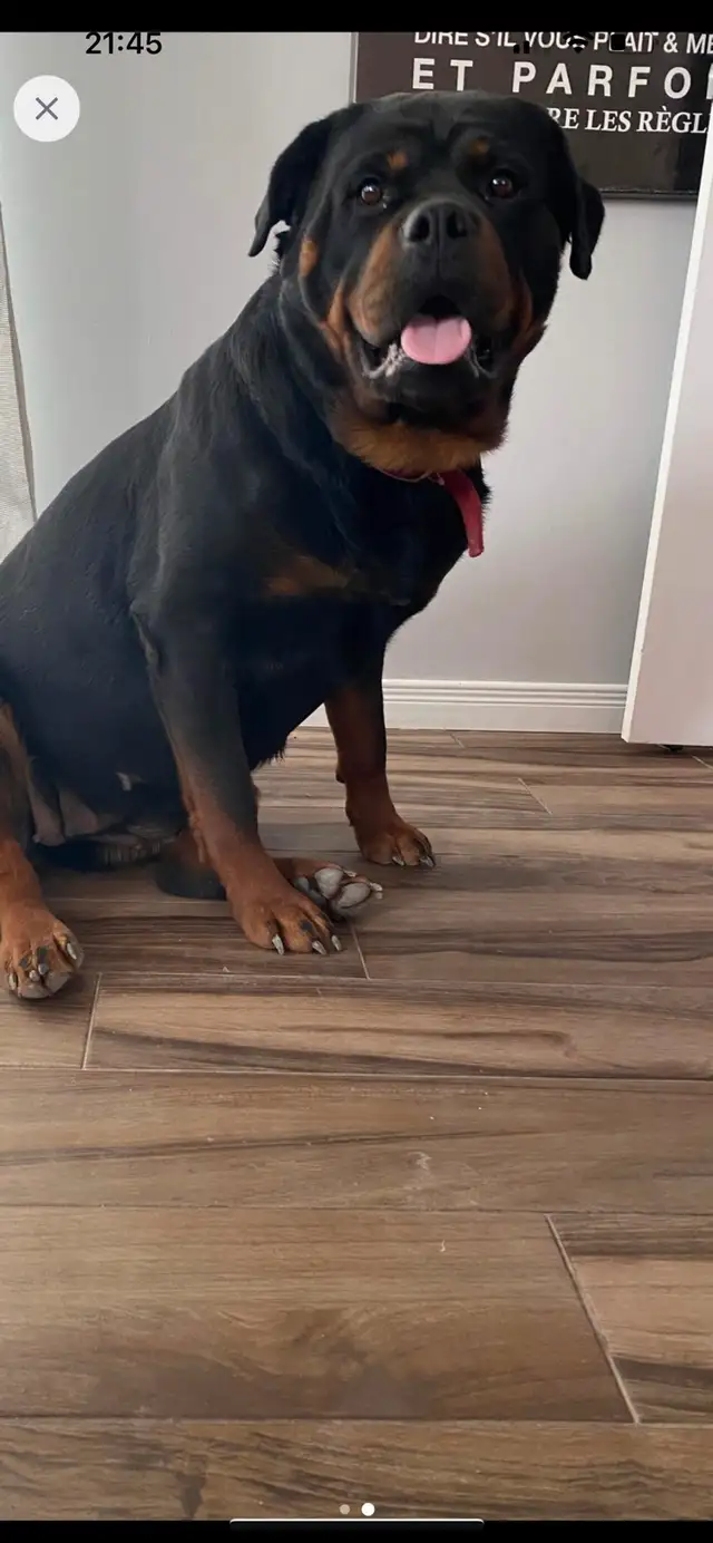 Rottweiler in Dogs & Puppies for Rehoming in Longueuil / South Shore - Image 6