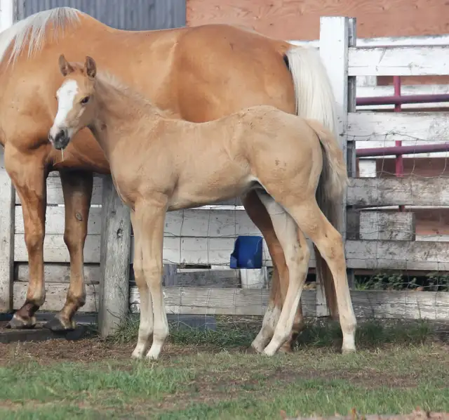 Son of SLYE BY DESIGN out of a Famous Bugs daughter in Horses & Ponies for Rehoming in Oshawa / Durham Region - Image 7