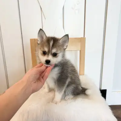 Mini Pomsky Puppies!, View more