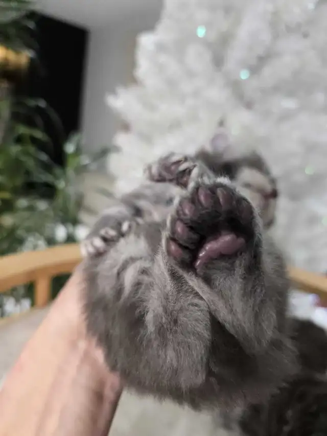 MAGNIFICENT MAINE COONS