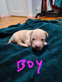 super cute and healthy bully cross puppies 