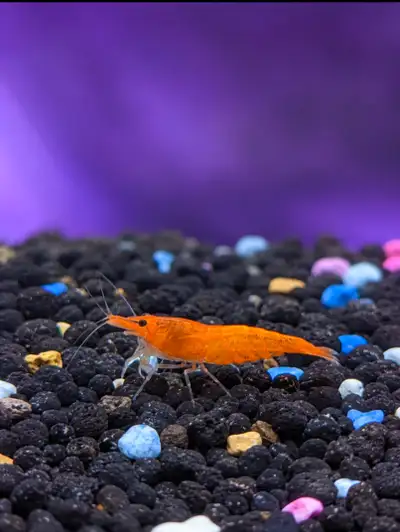 Orange Neocaridina (Shrimp), View more