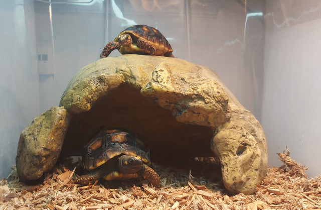 Tortue Red & Yellow foot tortoise dans Reptiles et amphibiens à adopter  à Laval/Rive Nord