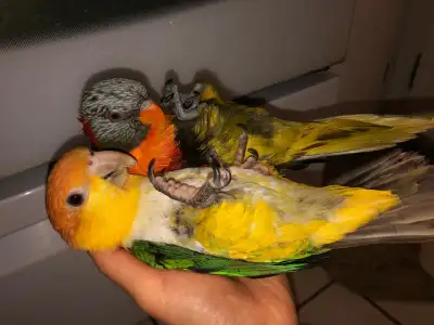Jeune perroquet, 1 Lorikeet female à col rouge très manipulable dit allo, pti poulet, sa va, sa va,,...
