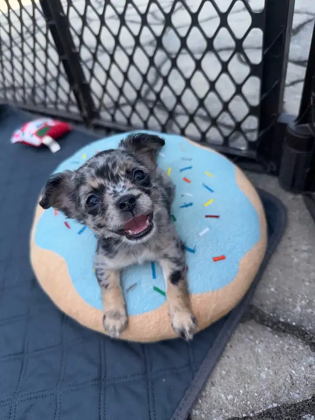long haired chihuahua puppies in Dogs & Puppies for Rehoming in Markham / York Region - Image 2