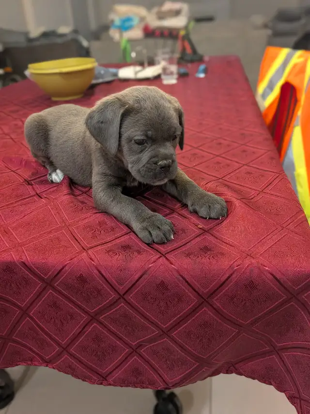 Cane Corso pups,, gray, blue, brindle , formentino in Dogs & Puppies for Rehoming in Markham / York Region - Image 7