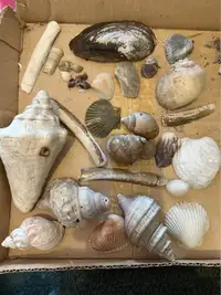 Miscellaneous Lot of Sea Shells AS IS