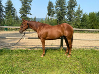 2021 Reining bred AQHA