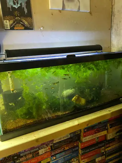 This used 30-gallon fish tank comes complete with fish, shrimp, an air pump, and a light, making it...