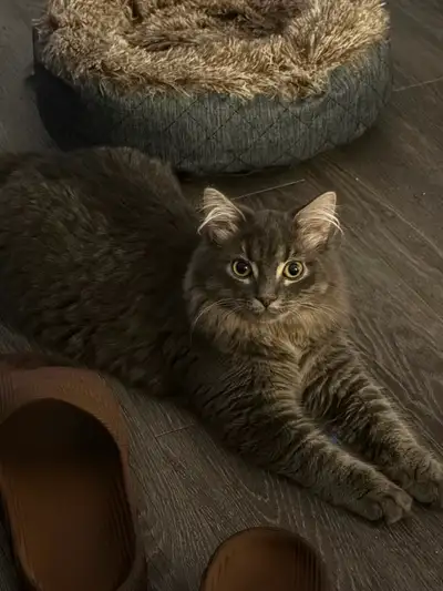 Russian blue mixed main coon, View more