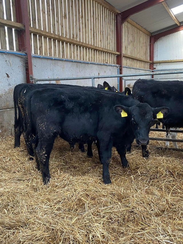 Calves available  in Livestock in City of Toronto - Image 3