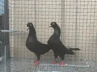 Shanklers Pigeons