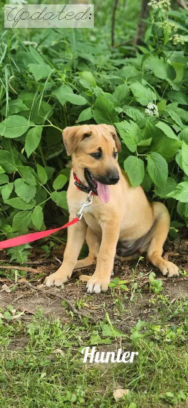 Adorable Puppies! Ready To Adopt Now! in Dogs & Puppies for Rehoming in Kitchener / Waterloo - Image 6