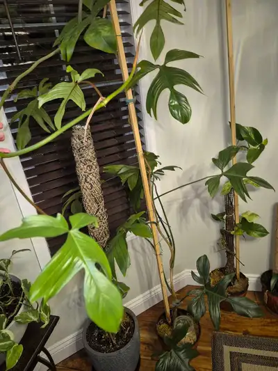 Cpmed with pot ,10 feet approx