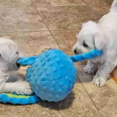 Wauzer puppies available, View more
