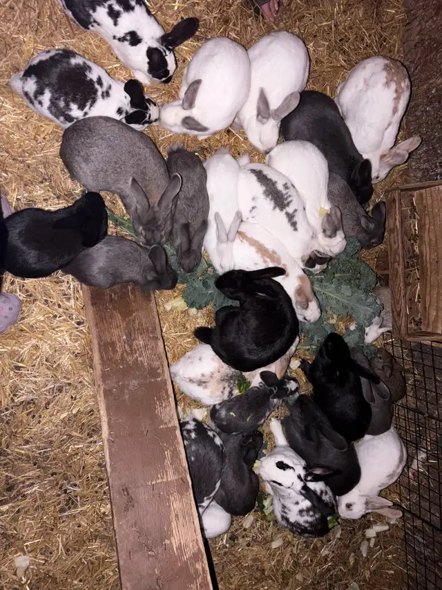 Rabbits For Sale in Livestock in Winnipeg - Image 2