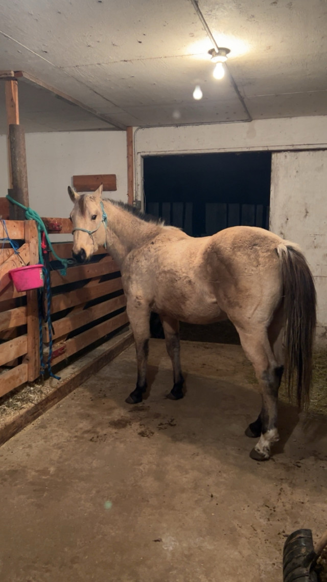 3 Year Old Gelding  in Horses & Ponies for Rehoming in Edmonton