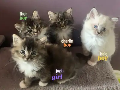 4 Gorgeous Ragdoll Kittens Available, View more