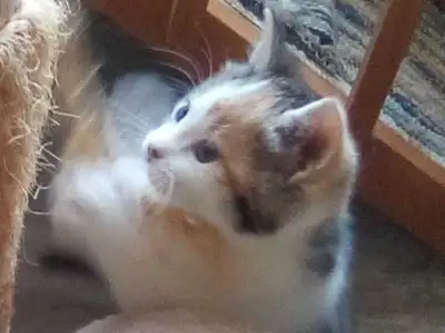 J'ai 2 chattes tricolores avec des pouces et 1 mâle tigré. Ils sont nés dans la maison et n'ont jama...