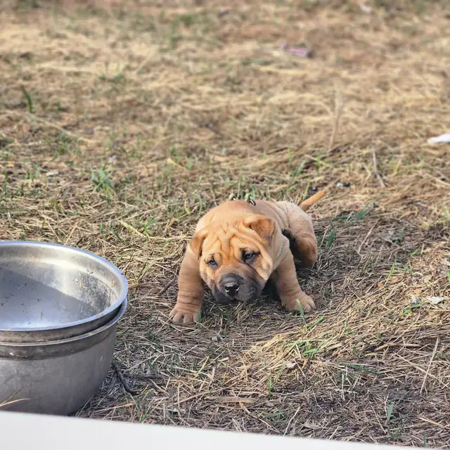 Sharpei cross pups looking for their forever home. in Dogs & Puppies for Rehoming in Edmonton - Image 3