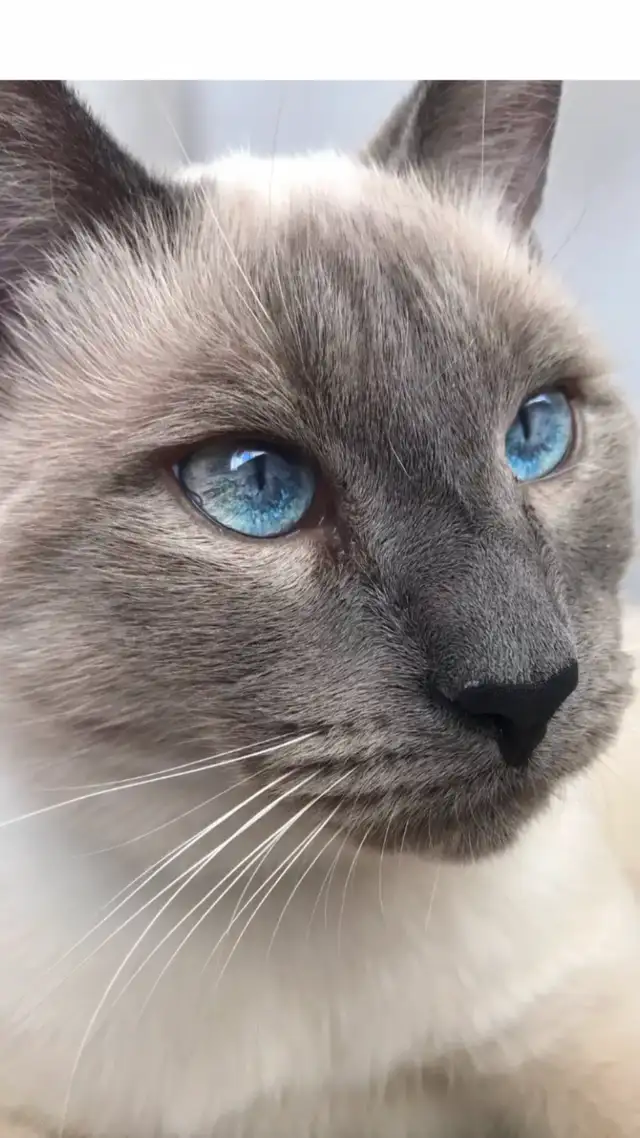 Chat ragdoll mix in Cats & Kittens for Rehoming in Lévis - Image 3