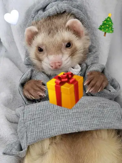 Je me sépare à contrecœur de mon petit furet Arnold(mâle de 4 ans). Ce n’est pas une décision facile...