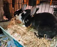 Friendly bunnies looking for a new home