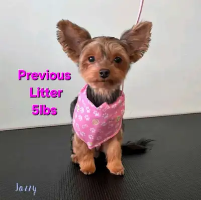 Yorkie Puppies (genetically tested parents), View more